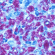 Image for article titled 9 Types Of Bacteria You Didn't Know You're Sharing Your House With